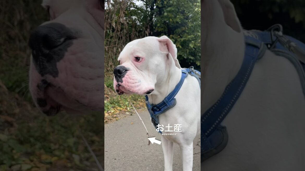 つまらないものですが🎁持って帰ります　ボクサー犬