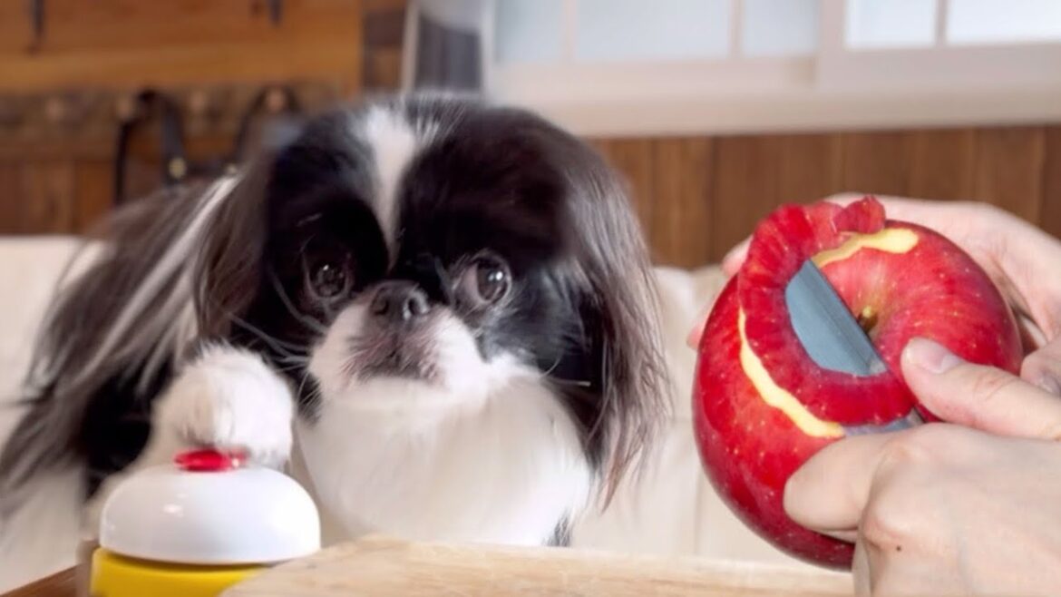 ベルチンすれば無限にオヤツが出てくると勘違いしている催促犬がこちらw