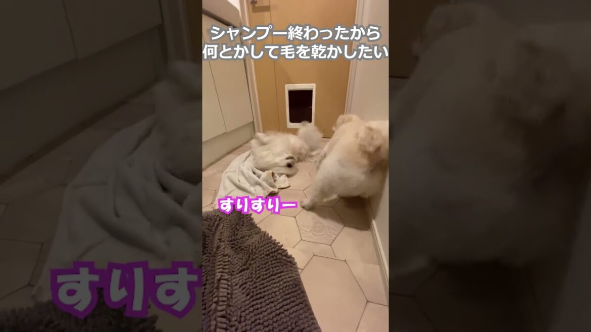 【ペキニーズ】シャンプー終わったから何とかして毛を乾かしたい。#shorts #ペキニーズ