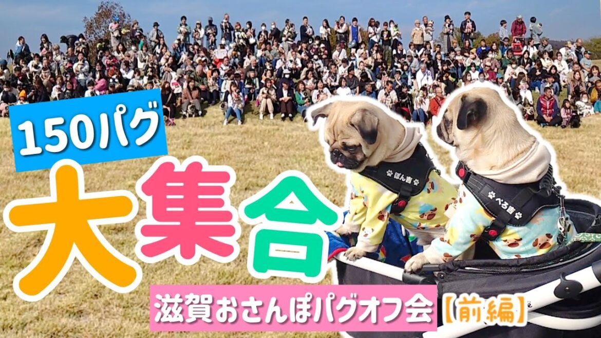 滋賀おさんぽパグオフ会に行ってきました！｜パグがいっっっぱい！！｜オフ会初参加♡｜パグのぺろぽん兄弟pug犬｜