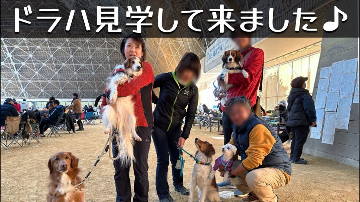 ドラハにJKC競技会の見学に行ってきたよー♪コイケルホンディエのテラとノヴァスコシアダックトーリングレトリバーのピコとの暮らし
