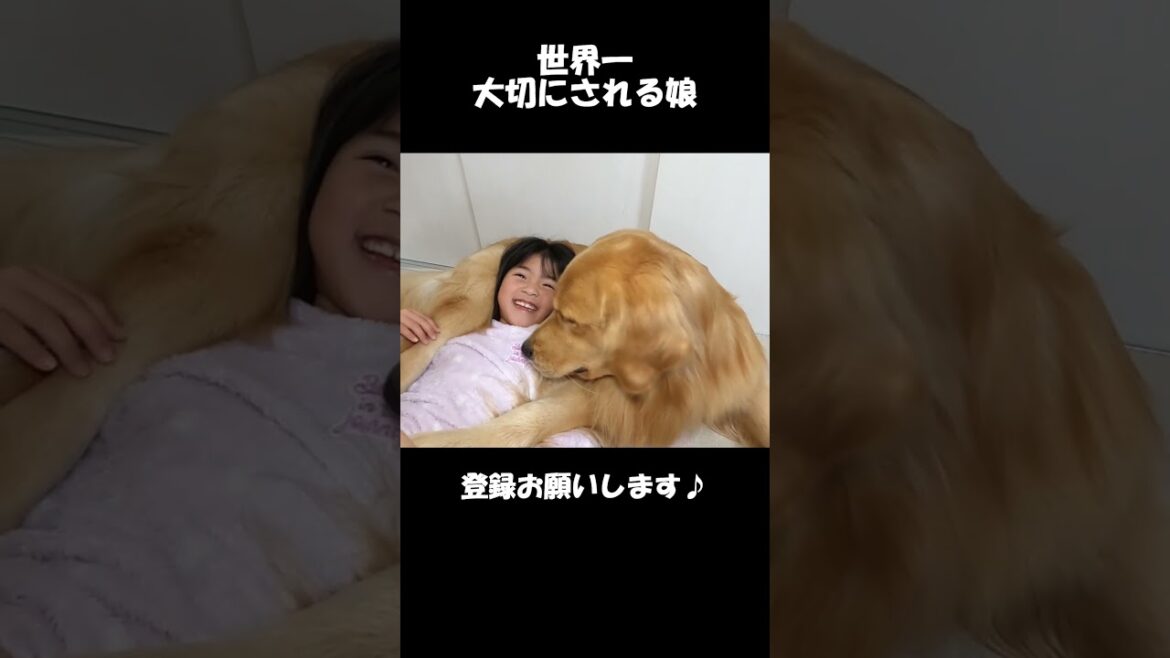 【優里レオVer】世界一大切にされる娘と優里のレオがピッタリすぎて涙なしでは見られない#優里#レオ#shorts #箱入りクッキーはゴールデンレトリバー #goldenretriever 【優里レオVer】世界一大切にされる娘と優里のレオがピッタリすぎて涙なしでは見られない#優里#レオ#shorts #箱入りクッキーはゴールデンレトリバー #goldenretriever