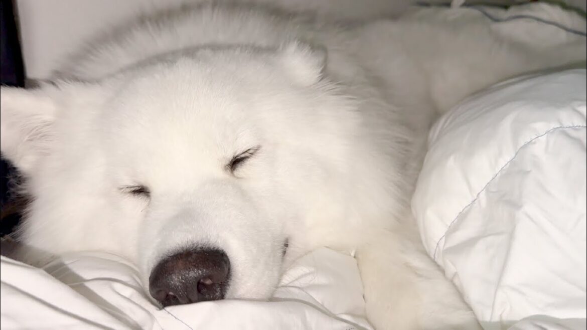 眠くなると分かりやすく目がトロンとするサモエド犬が可愛すぎました…。 眠くなると分かりやすく目がトロンとするサモエド犬が可愛すぎました…。