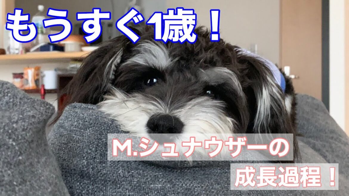 【R君】ミニチュアシュナウザー！もうすぐ1歳！