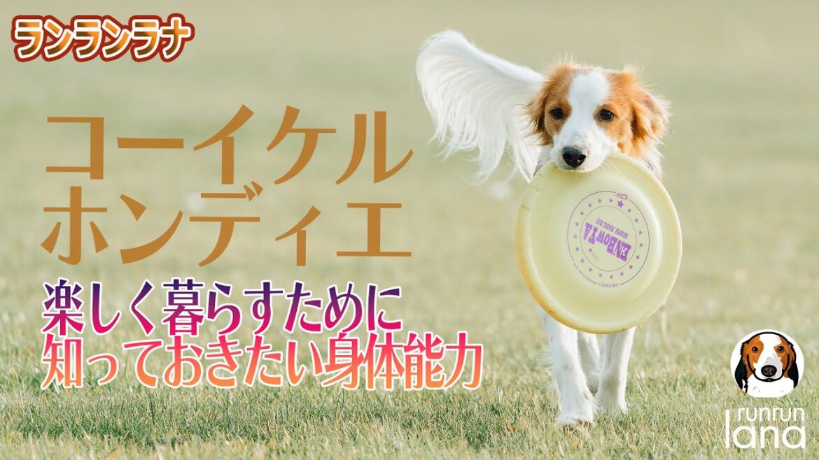 #96 コーイケルホンディエ 楽しく暮らすために知っておきたい身体能力 #96 コーイケルホンディエ 楽しく暮らすために知っておきたい身体能力
