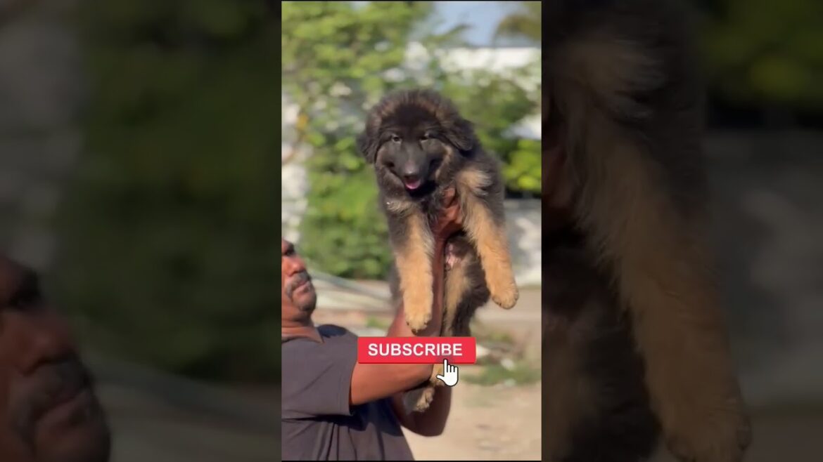 🔥 Urgent Sale! Stunning Long Coat German Shepherd 🐾 #GermanShepherd #LongCoat #shorts