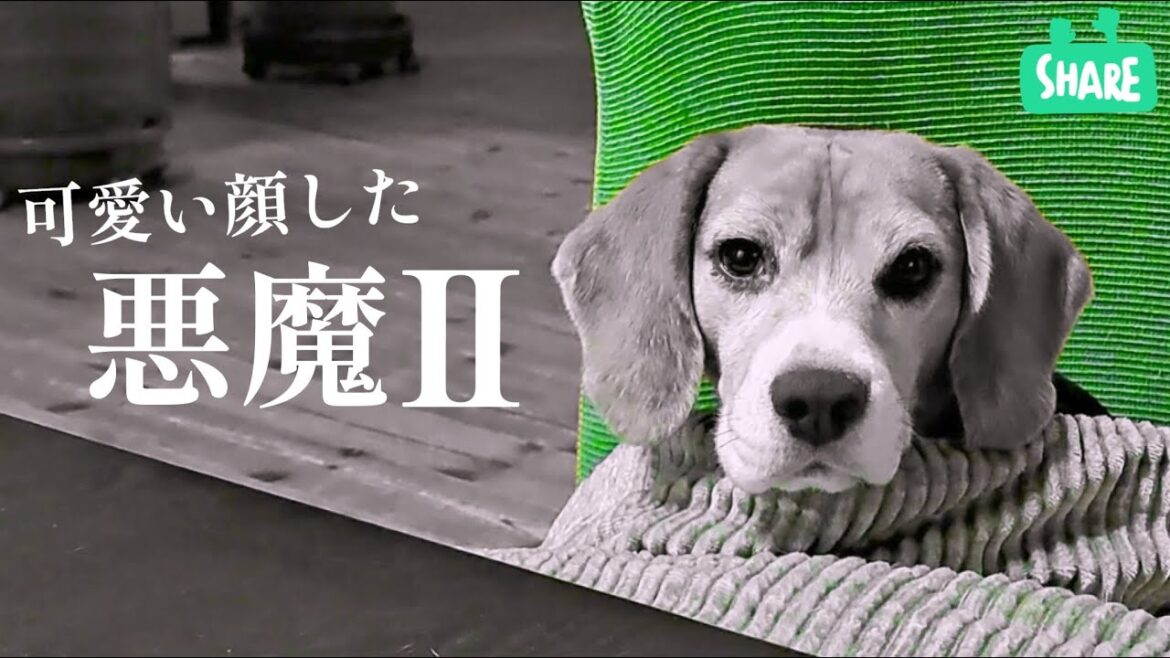 ビーグル犬　洗濯干し場の必須アイテム破壊する
