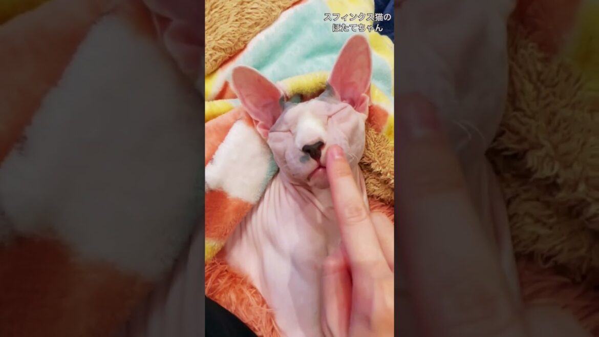 癒し★ほたて猫の顔をつんつんしてみたら【スフィンクス　猫】