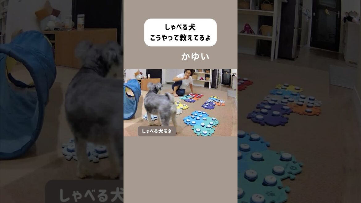 犬にボタンの単語を教えるよ　#しゃべる犬  #おしゃべり犬 #ミニチュアシュナウザー