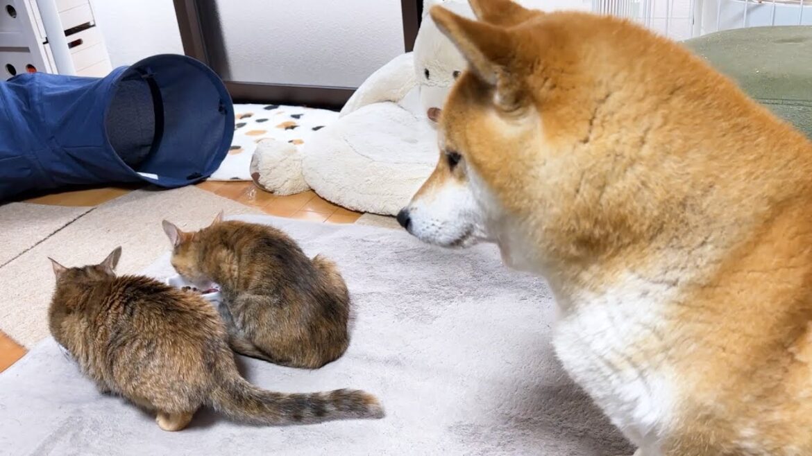 【犬と猫の大家族の朝】子猫がご飯を食べ終わるまで優しく見守る柴犬
