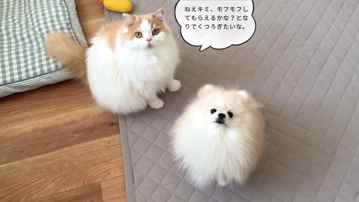 最新のペット翻訳アプリで猫と犬の気持ちをのぞいたら面白すぎましたw