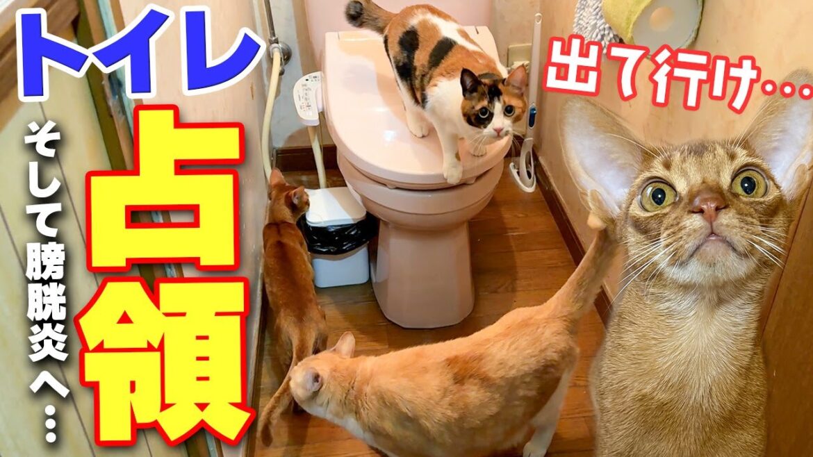 トイレに入ろうとした瞬間に大量の猫がなだれ込んで占拠されてしまいました… トイレに入ろうとした瞬間に大量の猫がなだれ込んで占拠されてしまいました…