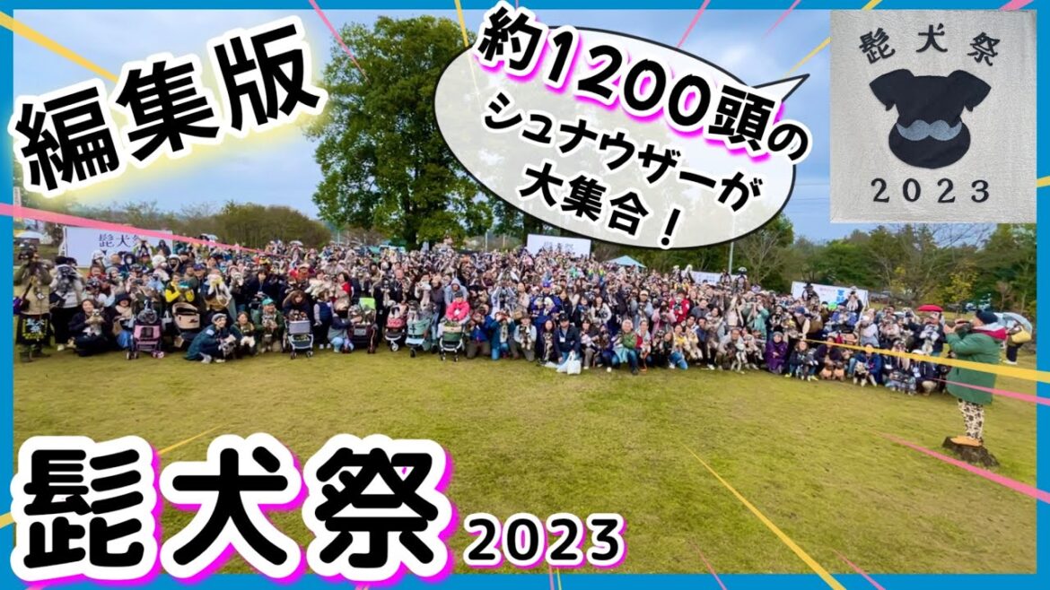 【髭犬祭2023】思わず笑っちゃう！ミニチュアシュナウザーの魅力あふれる可愛い動画☆　 in ドギーズアイランド 2023年11月12日｜イベント