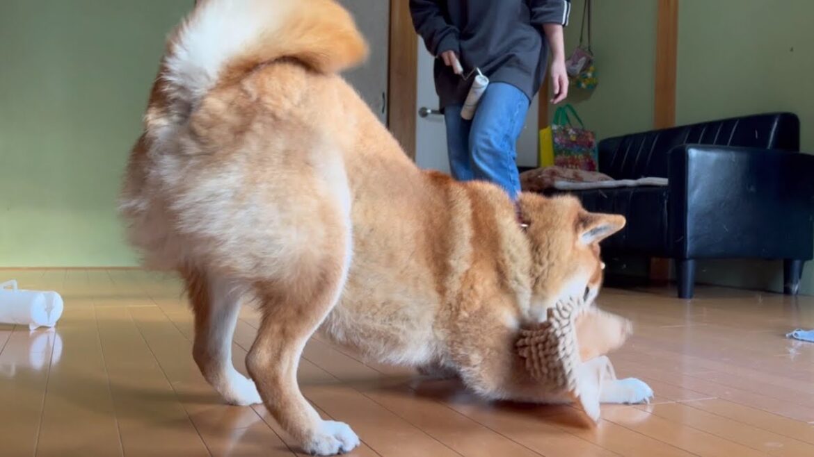 思うようには掃除させてくれない柴犬