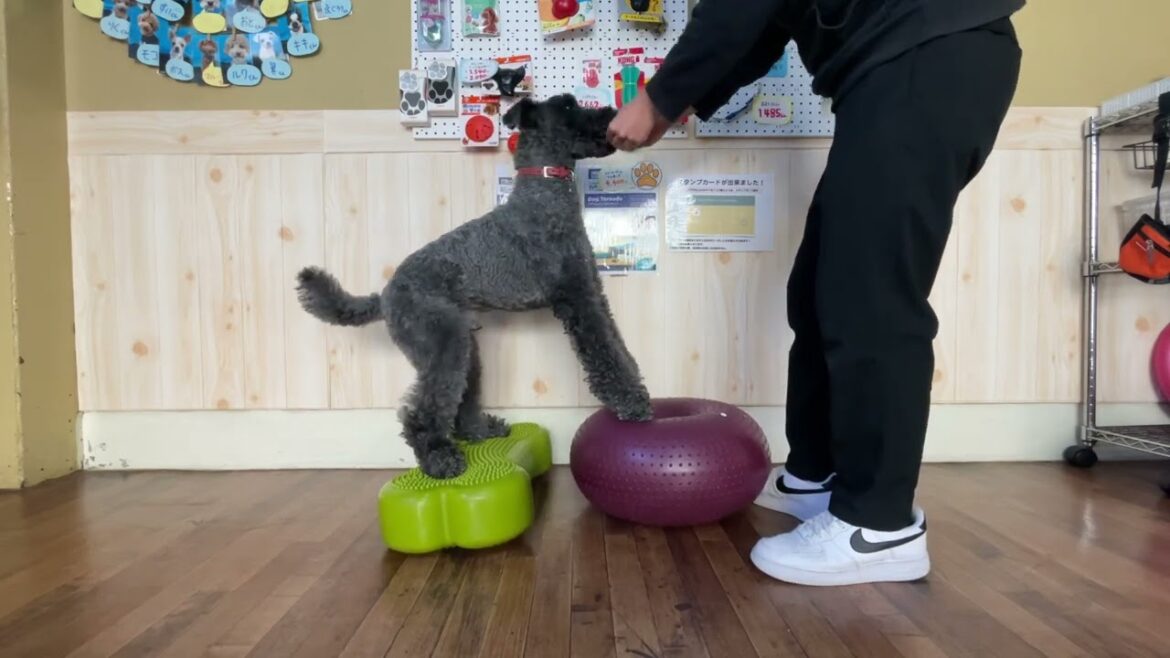 ケリーブルーテリアの“マーフィーくん“と#バランスボール“で足腰を鍛えています！