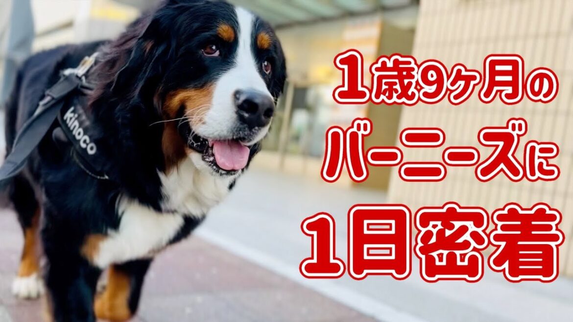 1歳9ヶ月のバーニーズマウンテンドッグに密着しました 1歳9ヶ月のバーニーズマウンテンドッグに密着しました