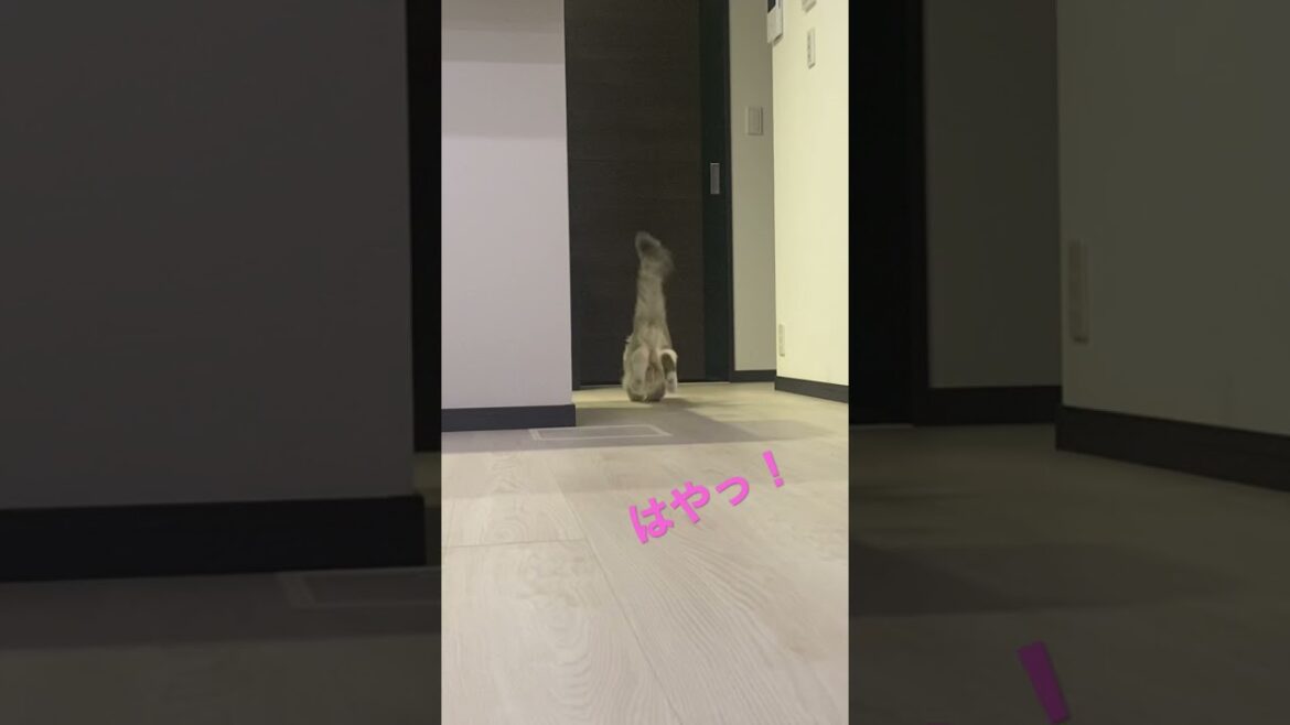 モフモフのくせに素早さ最大値猫 #ねこ動画 #サイベリアン #shorts