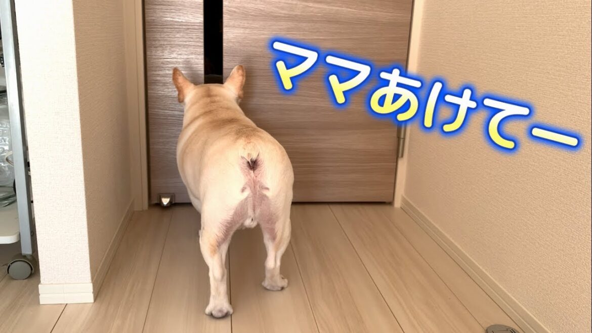 ママに会いたくてドアパンチを連打する犬が可愛すぎる【フレンチブルドッグ frenchbulldog】