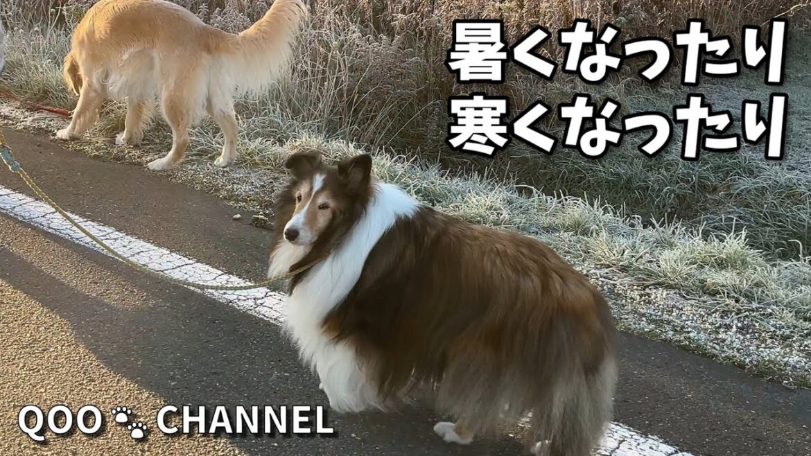 暑くなったり、寒くなったり 《シェルティ》