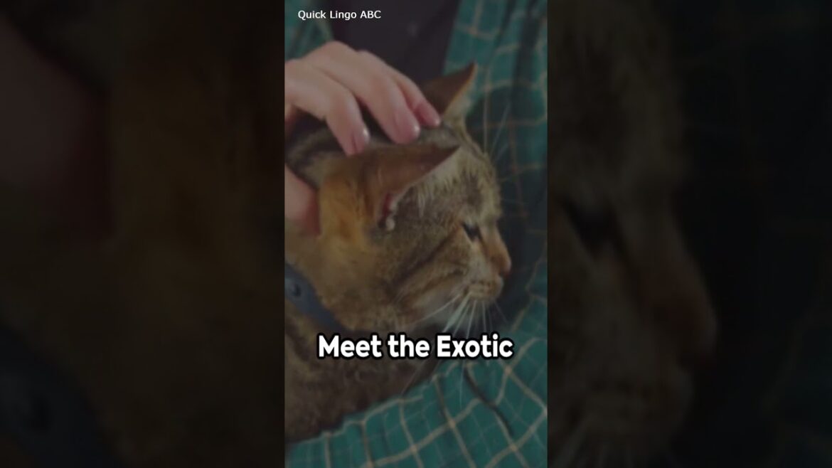 Cat Breeds😻3:Devon Rex, Egyptian Mau, Exotic Shorthair, Havana Brown, Maine Coon #short #shorts Cat Breeds😻3:Devon Rex, Egyptian Mau, Exotic Shorthair, Havana Brown, Maine Coon #short #shorts