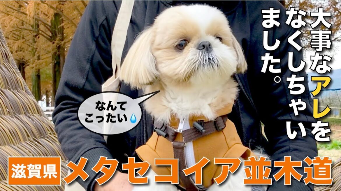 【シーズー】楽しい紅葉さんぽと思いきや、大事なアレをなくしちゃいました!(泣)〜 メタセコイア並木道 2023 秋 〜【滋賀県】【297】 【シーズー】楽しい紅葉さんぽと思いきや、大事なアレをなくしちゃいました!(泣)〜 メタセコイア並木道 2023 秋 〜【滋賀県】【297】