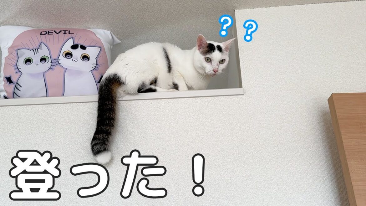 閉鎖してた高い場所に登ってしまいました…! 閉鎖してた高い場所に登ってしまいました…!