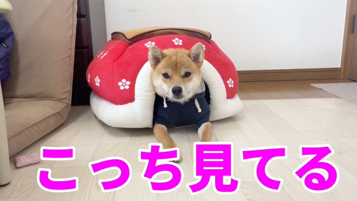 【ガン見】飼い主の食事をこたつからじっと見てる柴犬　小夏１歳