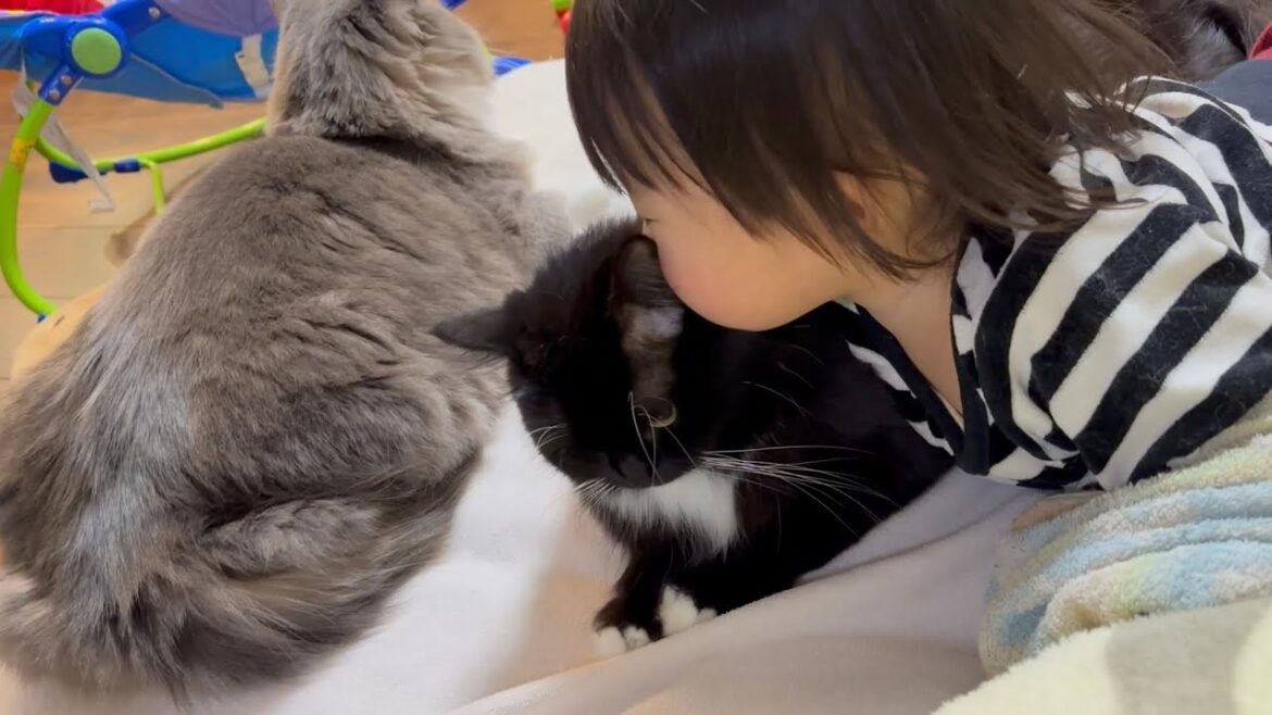 2歳児に懐かれた猫　ラガマフィンA cat beloved by a 2-year-old. Ragamuffin.