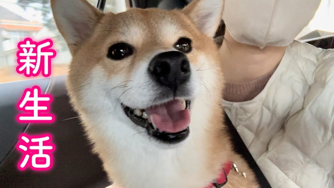 軽井沢に到着し安堵からはしゃぎまくる柴犬が可愛いすぎました…！