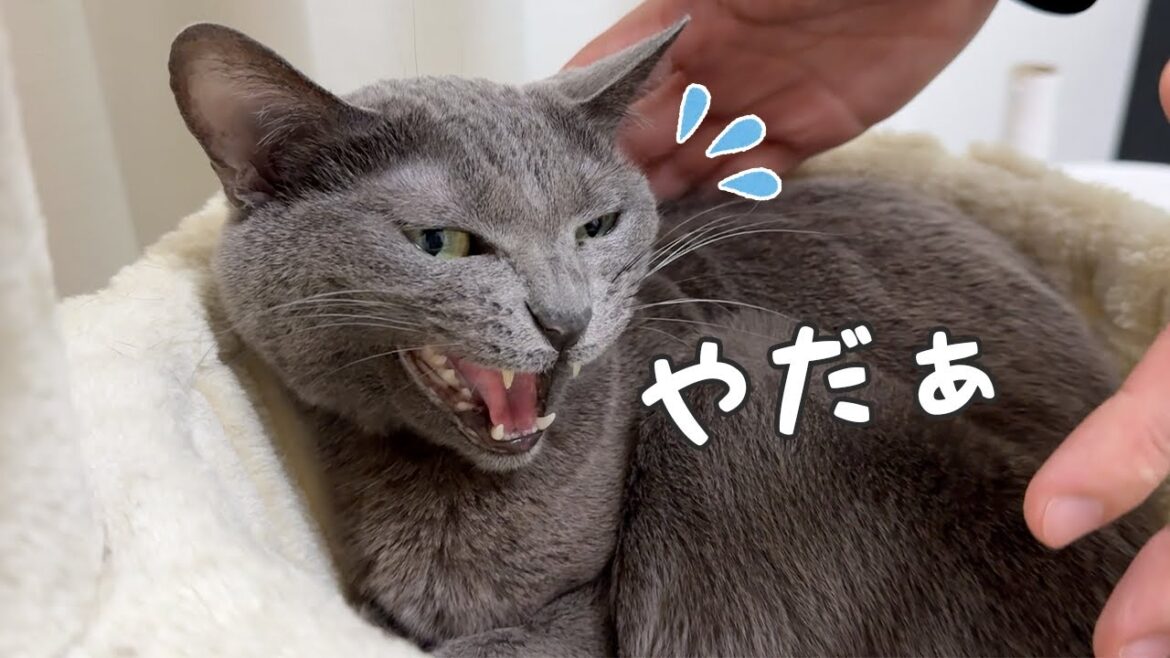 寝る時間の部屋移動を可愛く拒否する猫！