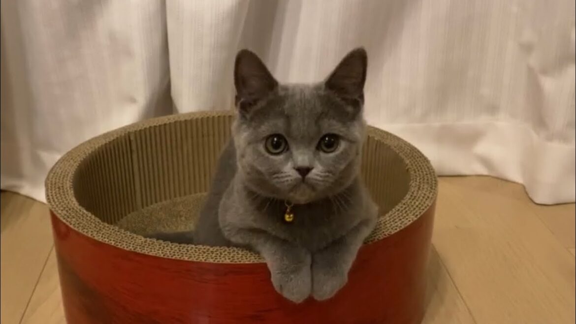 ルルお気に入りの場所は【ブリティッシュショートヘア】