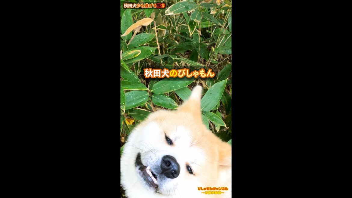 秋田犬が散歩中に熊と遭遇②　【秋田犬Vlog】#Shorts