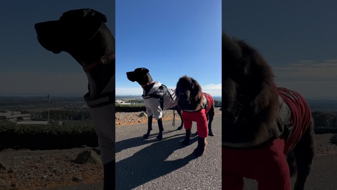 絶景？ 愛犬と観光🏖🍵🍁 超大型犬 ニューファンドランド ボス君 グレートデン クィーンちゃん 大型犬 多頭飼育 渡辺ボス 大きい犬 大型犬ハーネス 優しい犬
