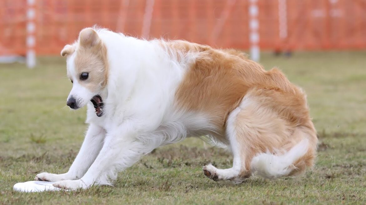ディスクの大会でミスした時の犬の表情がヤバすぎました…w＃ボーダーコリー【ココグルメ】