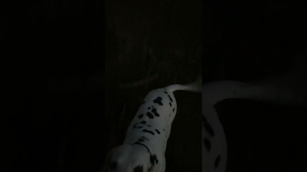 暗い森から😱この叫び声はなんでしょうか！？　#ダルメシアン #いぬ #散歩