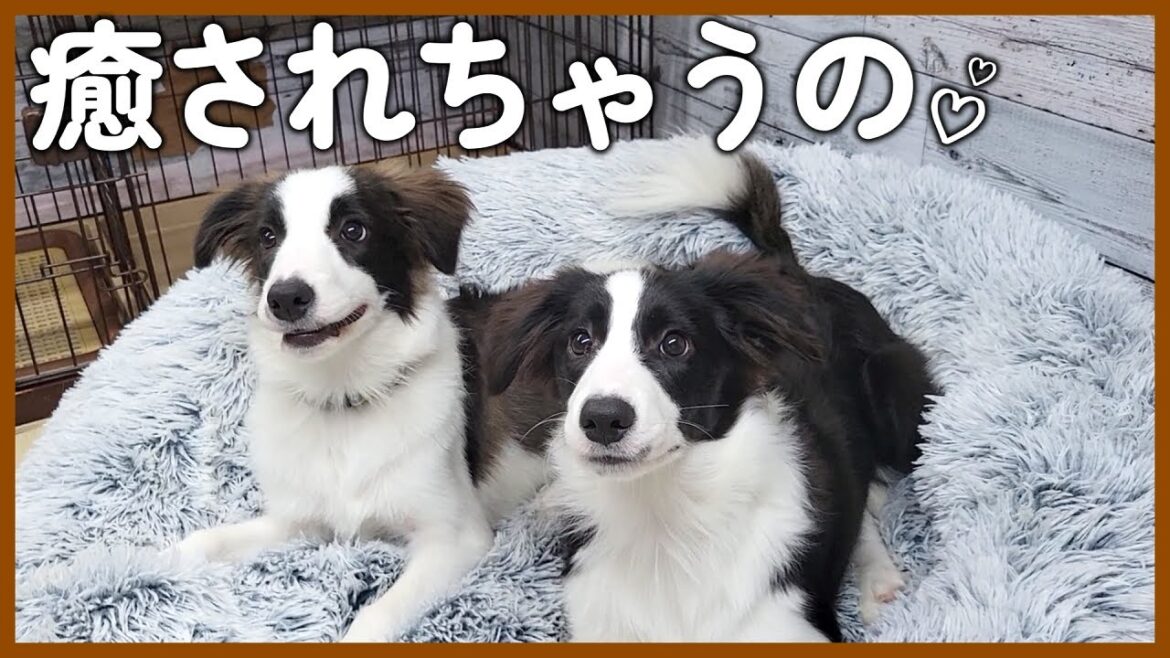 新しいベッドでじゃれ合う子犬姉妹が可愛すぎた…！【ボーダーコリー】