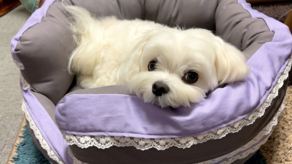 愛犬に手作りベッドをプレゼントしたら可愛すぎた件について【マルチーズ】