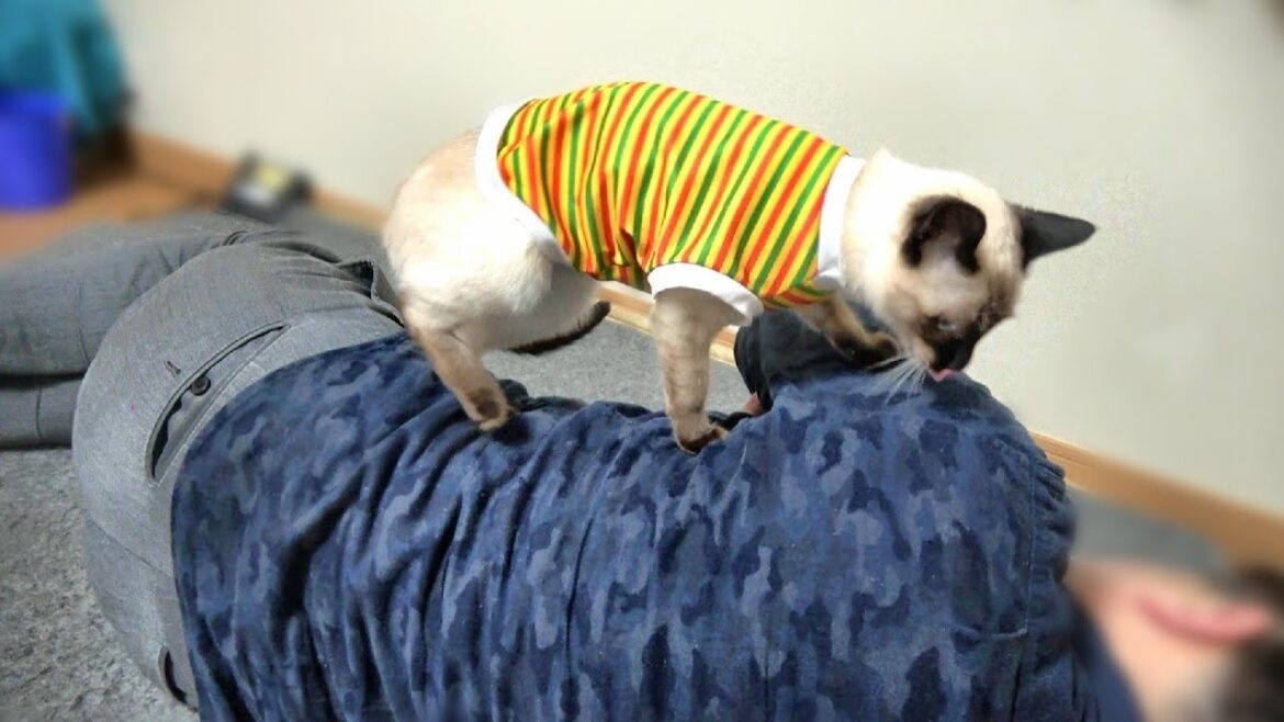 寝てる俺をシャム子猫が起こしに来たが気づかなかった結果😅