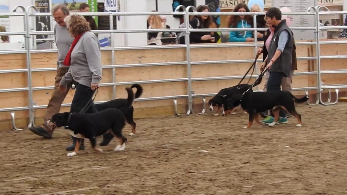 エントレブッハー・キャトル・ドッグ入場・説明 Entlebucher Sennenhund 2019 0503 00283