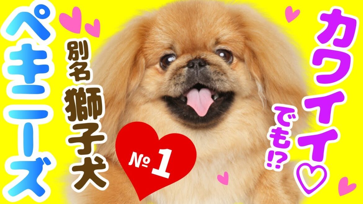 ペキニーズの性格と特徴を徹底解説！あなたのペキニーズはどんなタイプ？