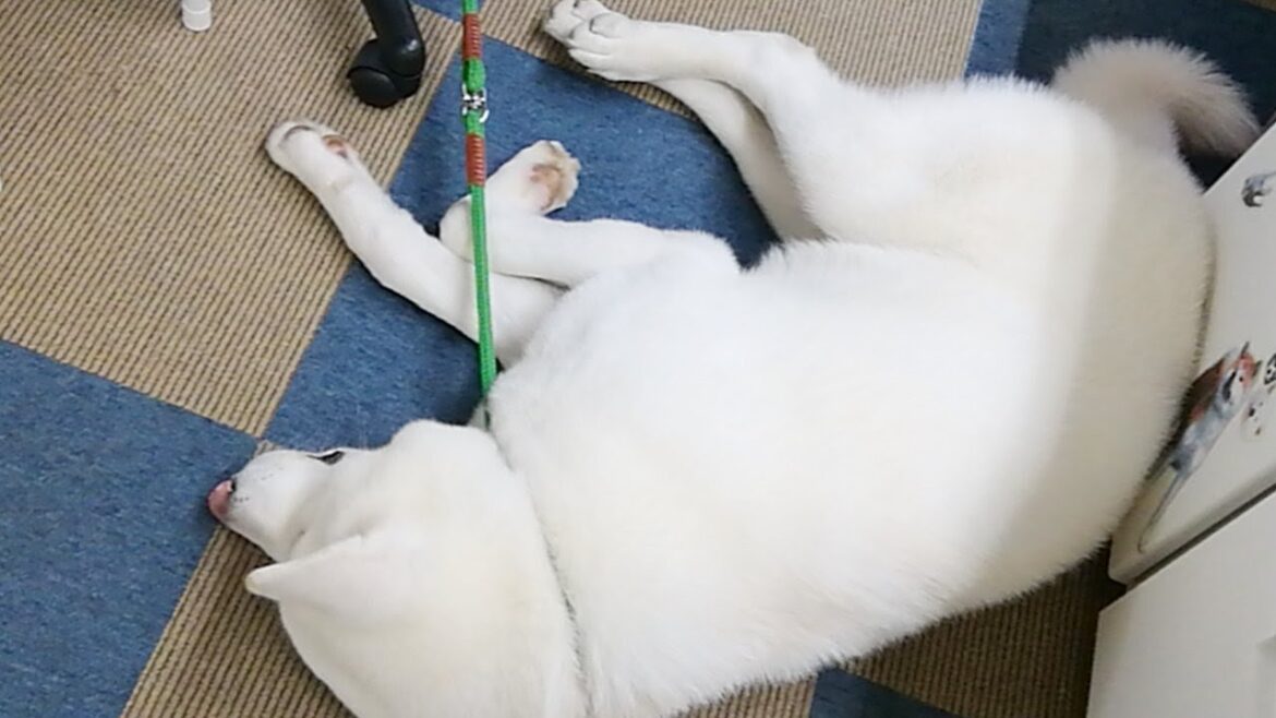 秋田犬会館配信！