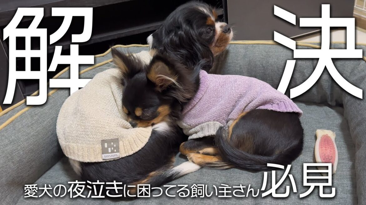 【夜泣き対策！】ずっと悩んでいた子犬のチワワの夜泣き・・・我が家では“ある事”をしたらたった１日で治りました