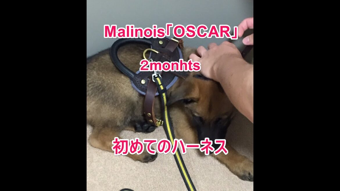 Belgian Shepherd Dog Malinois「OSCAR」初めてのハーネス