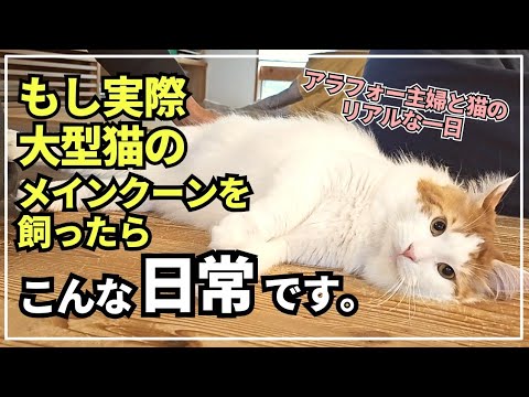 アラフォー主婦が大型猫を飼うとこんな1日になります【メインクーン】 アラフォー主婦が大型猫を飼うとこんな1日になります【メインクーン】