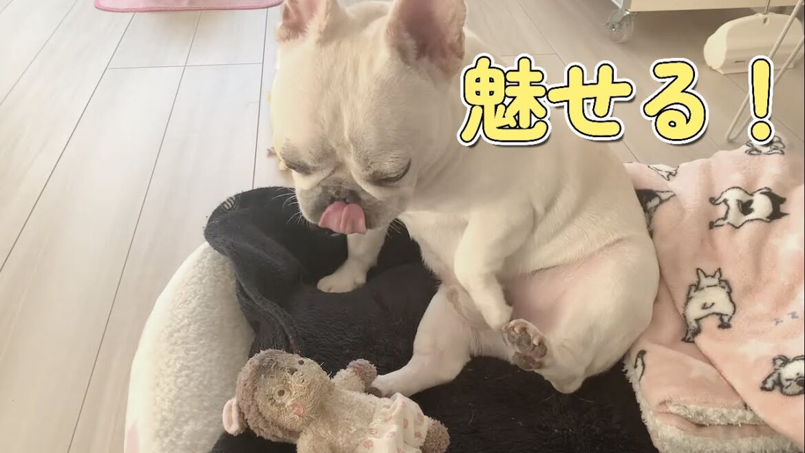 恥ずかしくないよ！【フレンチブルドッグ frenchbulldog】