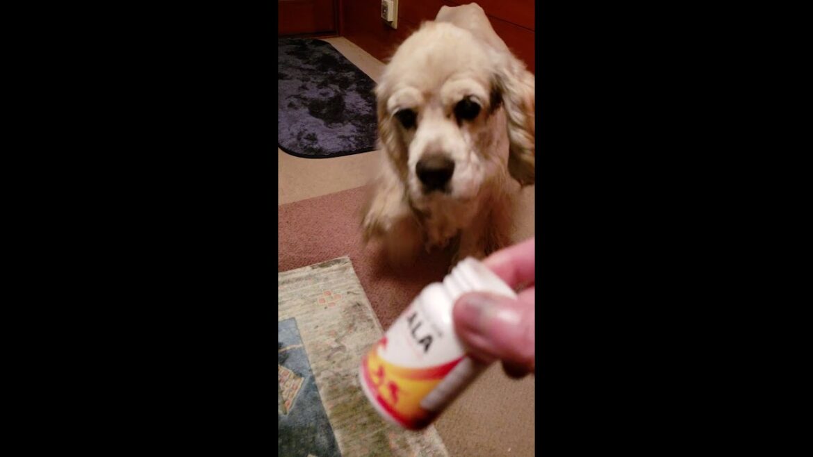 エネアラ仲間：ベルナールくん：アメリカンコッカースパニエル・15歳