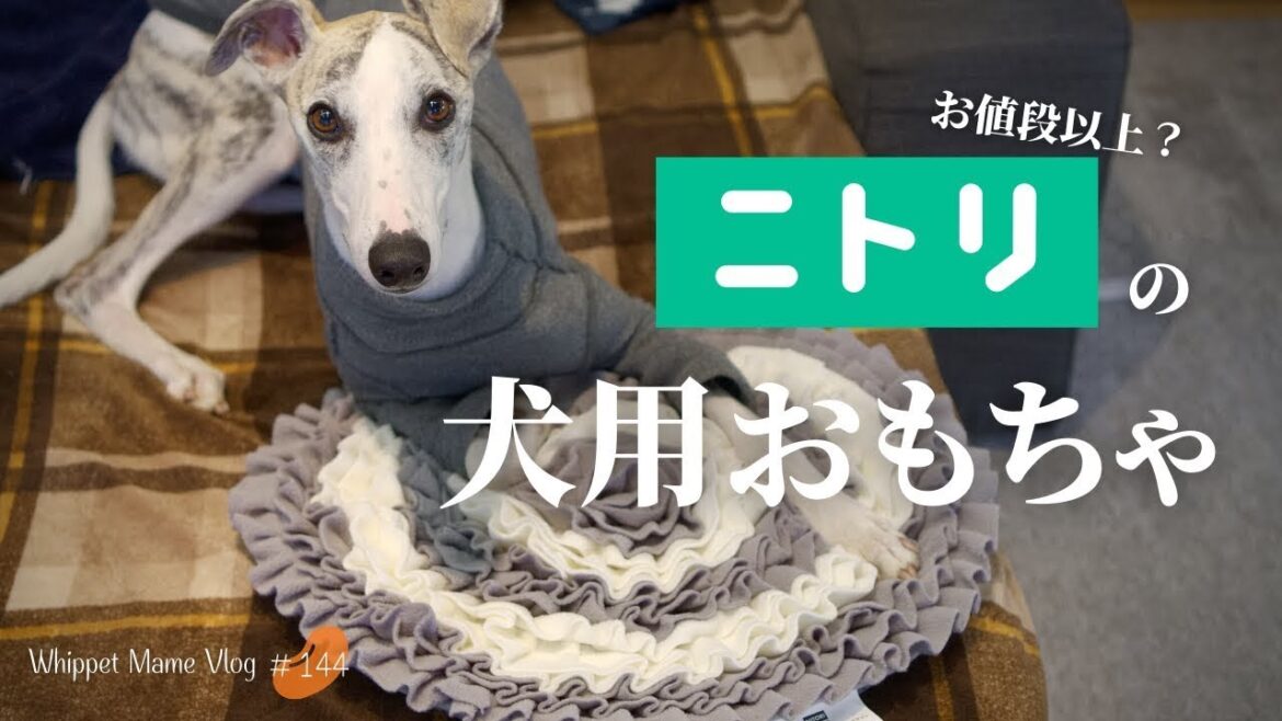 ニトリの犬用知育玩具が素晴らしかった　#144