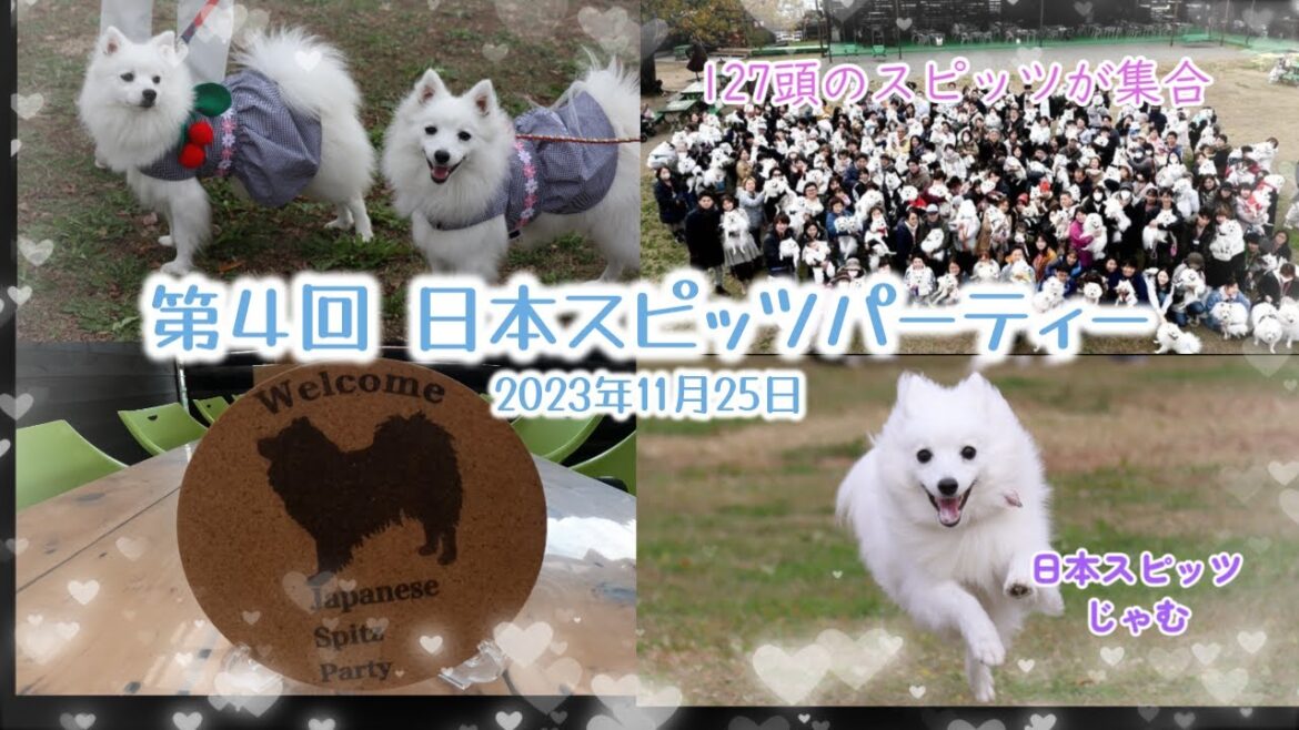 第４回_日本スピッツパーティー『2023年11月25日＠神門村喫茶zizi』