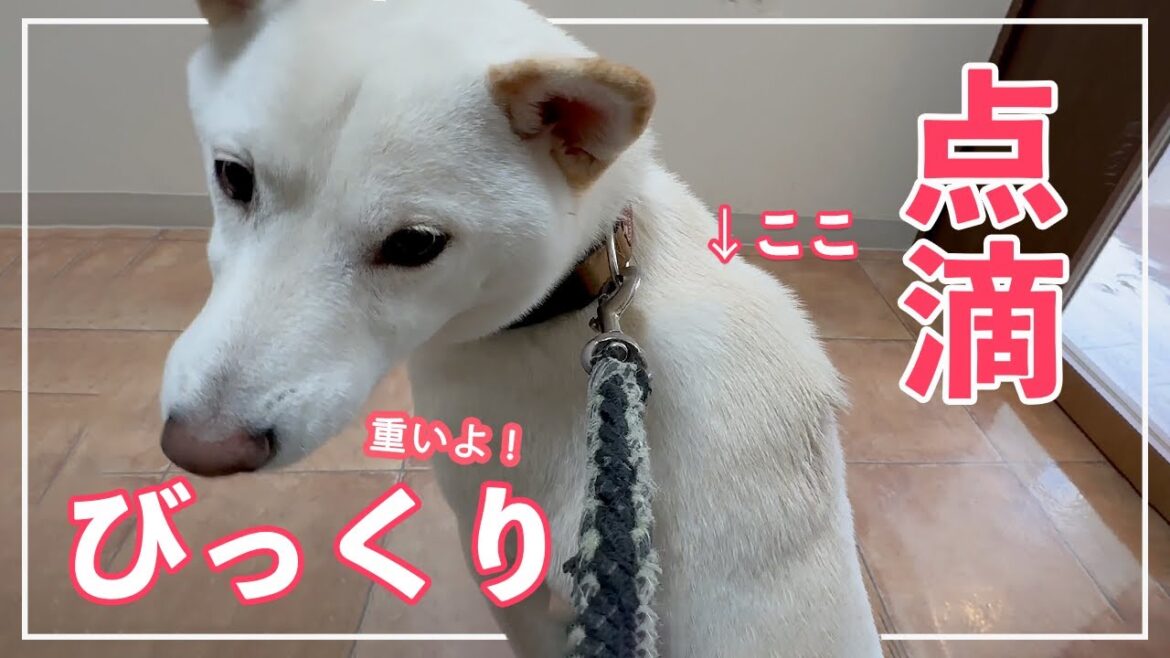【前編】 柴犬の衝撃的変化!点滴後の背中にビックリ! 【前編】 柴犬の衝撃的変化!点滴後の背中にビックリ!