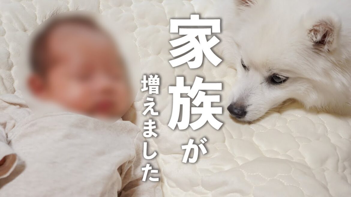 🐻‍❄️【ご報告】トリルがお兄ちゃんになりました！【日本スピッツ】